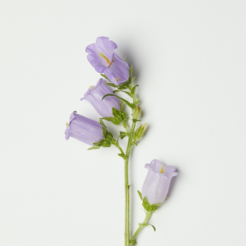 예뻐지는 예쁜앰플 이미지 2